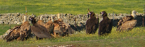 Griffon Vultures - Gyps fulvus and Black Vultures@Aegypius monachus © Teresa Farino